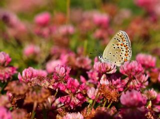 Balkan Esmergz (Plebejus sephirus)