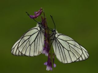 Al Beyaz (Aporia crataegi)