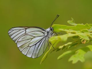 Al Beyaz (Aporia crataegi)