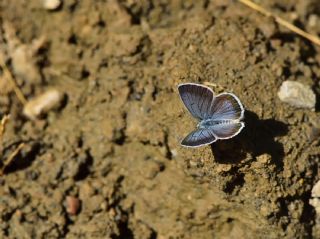 Acem okgzls (Polyommatus alcedo)