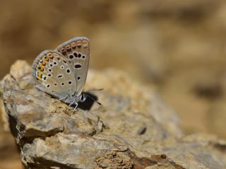 Acem okgzls (Polyommatus alcedo)