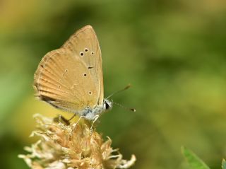 okgzl Anadolu Tyls (Polyommatus antidolus)