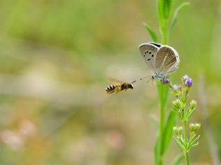 Artvin okgzls (Polyommatus artvinensis)