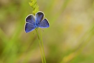 Artvin okgzls (Polyommatus artvinensis)