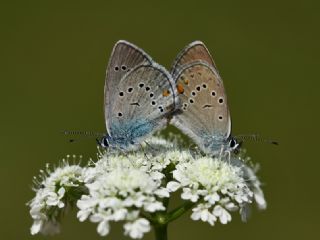 okgzl Gzel Mavi (Polyommatus bellis)