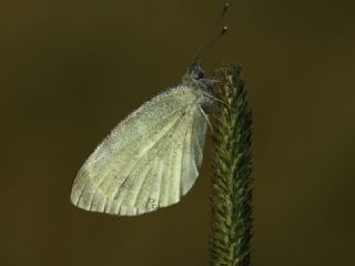 Kk Beyazmelek (Pieris rapae)