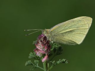 Kk Beyazmelek (Pieris rapae)