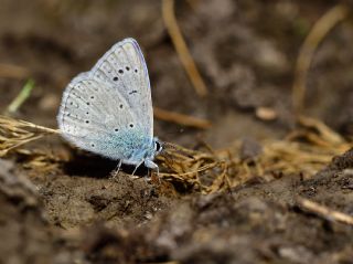 okgzl Buzul Mavi (Polyommatus buzulmavi)