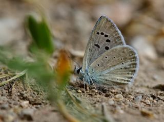 Glek okgzls (Polyommatus cilicius)