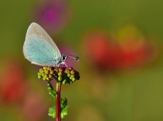 okgzl Rus Mavisi (Polyommatus coelestina)