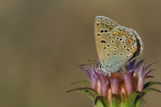 okgzl Kk Turan Mavisi (Polyommatus cornelius)