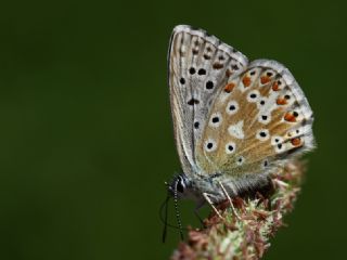 okgzl Yalanc illi Mavi (Polyommatus corydonius)