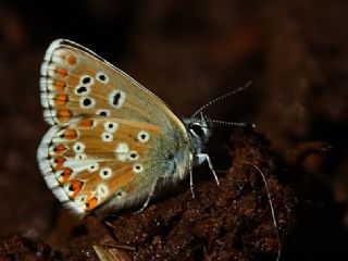 okgzl Anadolu Mavisi (Aricia crassipunctus)