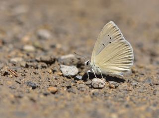 Mezopotamya okgzls (Polyommatus dama)