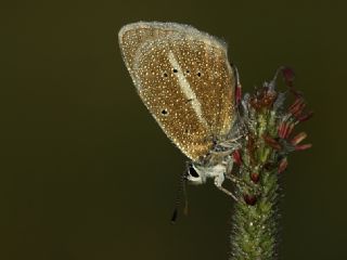 okgzl Damon Mavisi (Polyommatus damon)