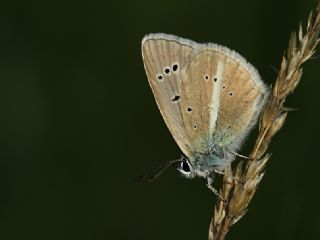 okgzl Damon Mavisi (Polyommatus damon)