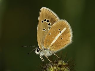 okgzl Damon Mavisi (Polyommatus damon)