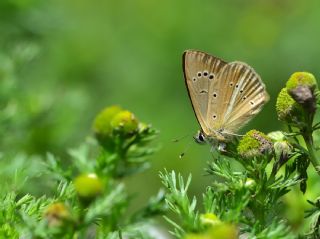 okgzl Lbnan Esmeri (Polyommatus alcestis)