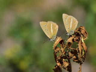 ? Agro T�r� (Tan�ms�z)&nbsp;(Agrodiaetus&nbsp;sp.)