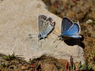 okgzl Kafkasya Erosu (Polyommatus erotulus)