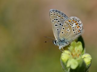 okgzl Kafkasya Erosu (Polyommatus erotulus)