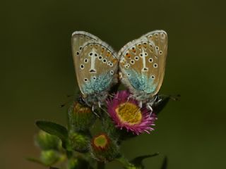 okgzl Geranium Mavisi (Aricia eumedon)