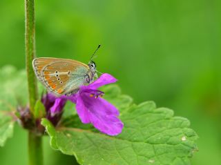 okgzl Geranium Mavisi (Polyommatus eumedon)