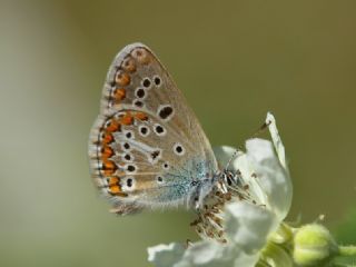 okgzl Geranium Mavisi (Aricia eumedon)