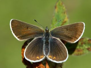 okgzl Geranium Mavisi (Aricia eumedon)
