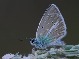 Hubert