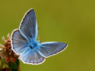okgzl Van Mavisi (Polyommatus turcicola)