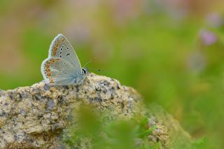 Anadolu okgzls (Polyommatus hyacinthus)