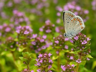 Anadolu okgzls (Polyommatus hyacinthus)