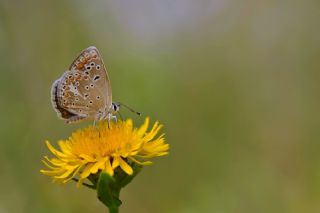 Anadolu okgzls (Polyommatus hyacinthus)