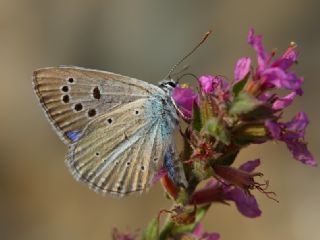 okgzl Selam Mavisi (Polyommatus merhaba)