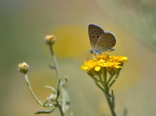 ran okgzls (Polyommatus morgianus)