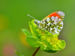 Turuncu Ssl (Anthocharis cardamines)