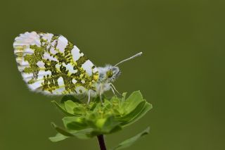 Turuncu Ssl (Anthocharis cardamines)