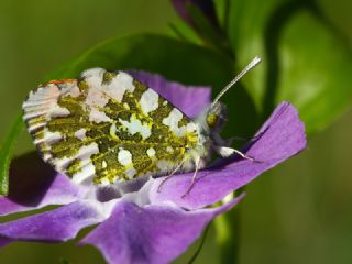 Turuncu Ssl (Anthocharis cardamines)