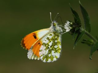 Turuncu Ssl (Anthocharis cardamines)