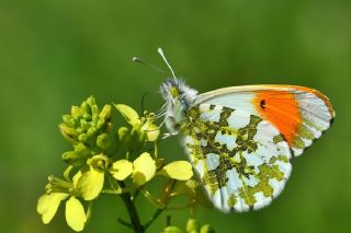 Turuncu Ssl (Anthocharis cardamines)
