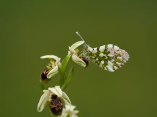 Turuncu Ssl (Anthocharis cardamines)