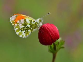 Turuncu Ssl (Anthocharis cardamines)