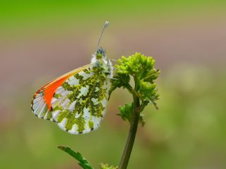 Turuncu Ssl (Anthocharis cardamines)