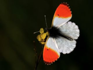 Turuncu Ssl (Anthocharis cardamines)