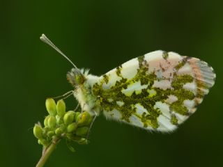 Turuncu Ssl (Anthocharis cardamines)