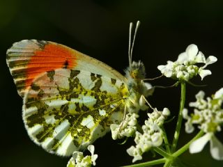 Turuncu Ssl (Anthocharis cardamines)
