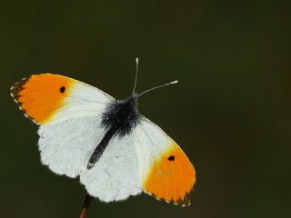 Turuncu Ssl (Anthocharis cardamines)