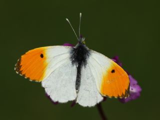 Turuncu Ssl (Anthocharis cardamines)