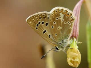 okgzl Edon Mavisi (Polyommatus aedon)